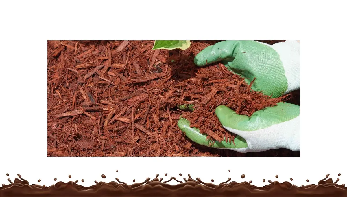 maintenance-and-care-for-chocolate-brown-mulch